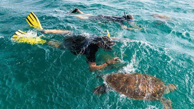 Plongée avec les tortues à São Vicente, Cap-Vert